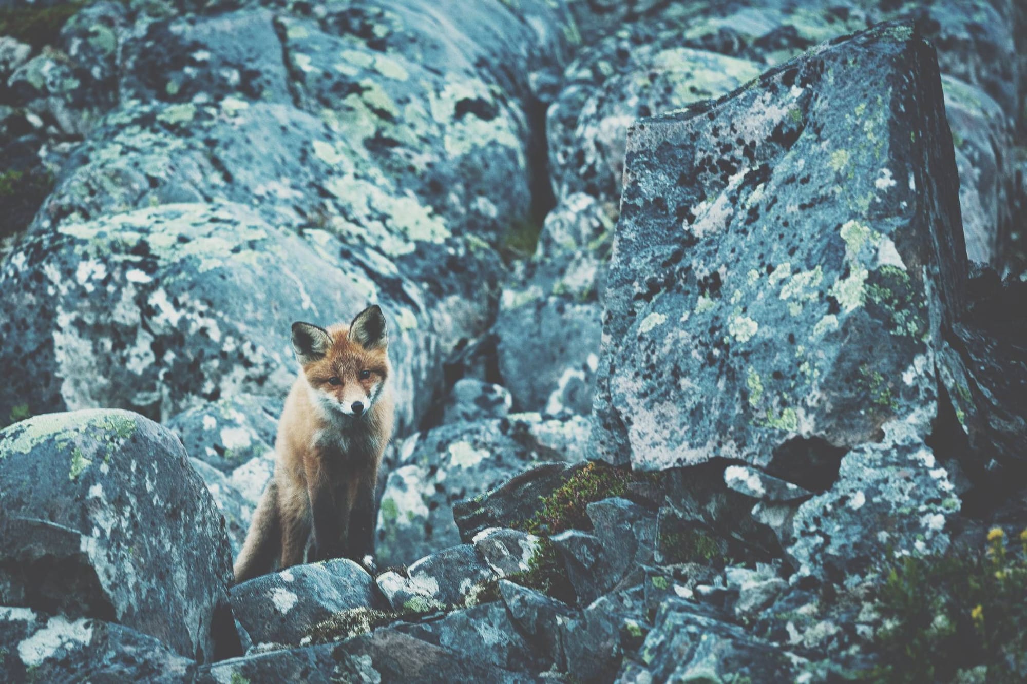 Curious Fox #4