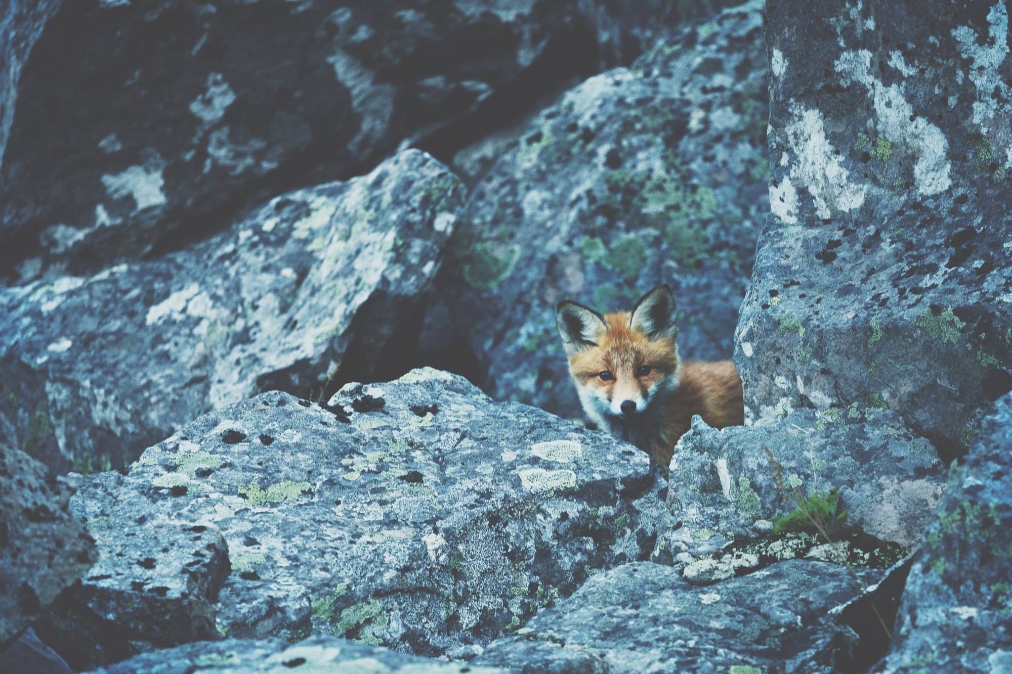Curious Fox #2
