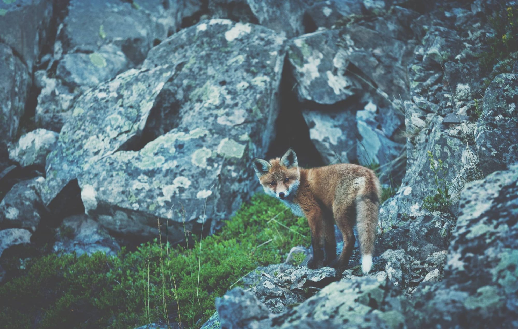 Curious Fox #3