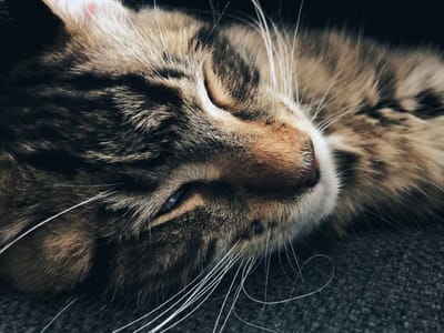 Weeknotes #9
