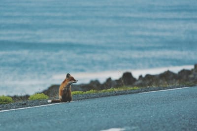 Unexpected Company